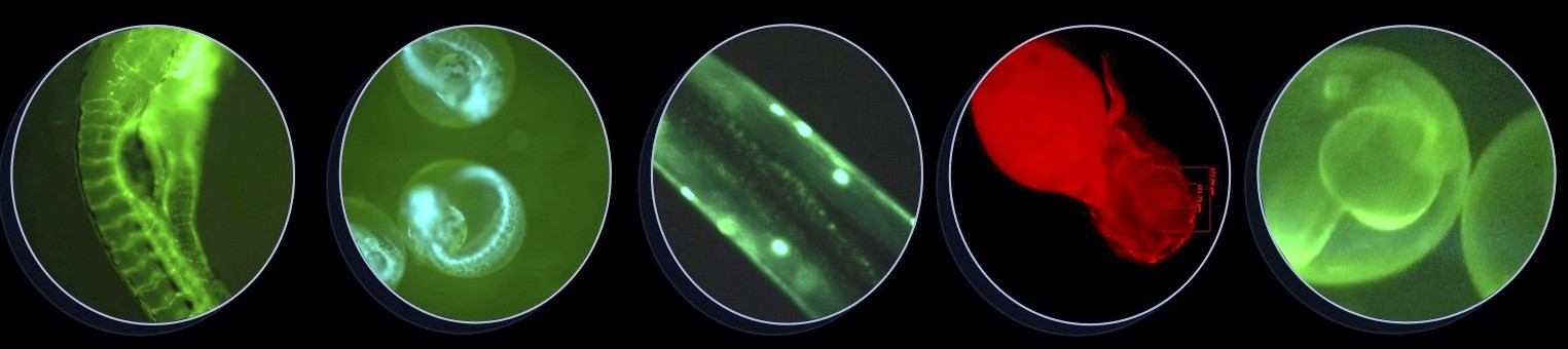 Stereo Fluorescence