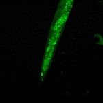 BSM400FL LED Fluorescence Stereo microscope