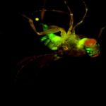 BSM400FL LED Fluorescence Stereo microscope