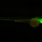 BSM400FL LED Fluorescence Stereo microscope