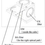 BSM500FL Stereo EpiFluorescence Microscope