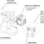 BSM500FL Stereo EpiFluorescence Microscope