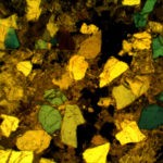 BPM560 Polarizing Transmitted Microscope
