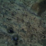 BPM560 Polarizing Transmitted Microscope