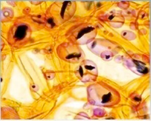 BUM230 Biological Microscope1