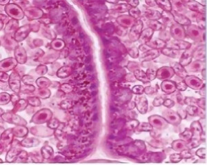 BUM230 Biological Microscope2
