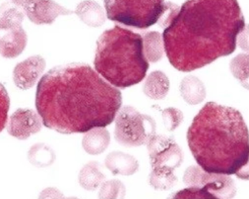 BUM230 Biological Microscope - Image 6