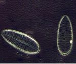 BIM300 Inverted Biological Microscope
