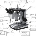 BMI200 Bench Inverted Microscope