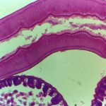 BUM260LCD Upright Biological Microscope with LCD