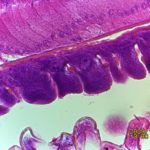 BUM260LCD Upright Biological Microscope with LCD