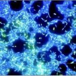 BUM500FLD LCD Upright Fluorescence Microscope