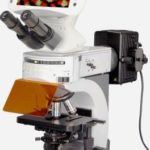 BUM500FLD LCD Upright Fluorescence Microscope