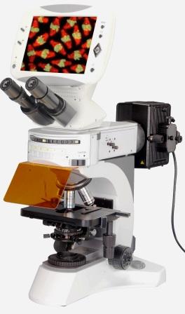 BUM500FLD LCD Upright Fluorescence Microscope