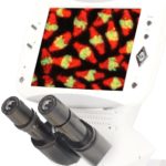 BUM500FLD LCD Upright Fluorescence Microscope