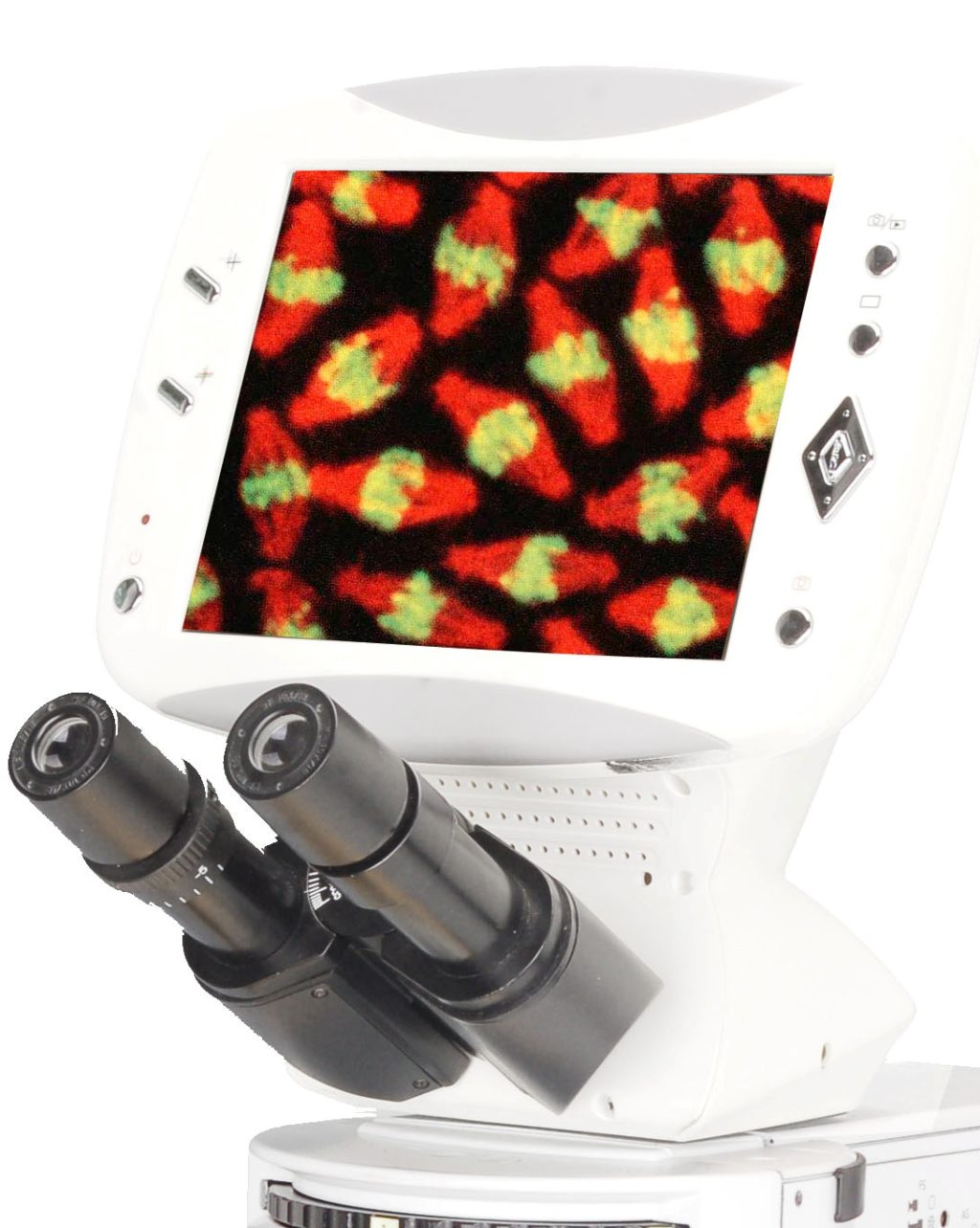 BUM500FLD LCD Upright Fluorescence Microscope
