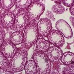 BUM220M/B/T Basic Biological Microscope