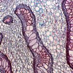 BUM220M/B/T Basic Biological Microscope
