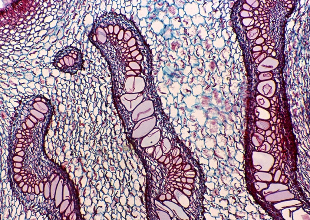 BUM220M/B/T Basic Biological Microscope