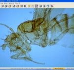 DOM1000DPL Digital Optical Microscope 100X