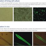 BIM900 Inverted Biological Microscope with Koehler Illuminatin