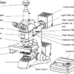BUM500A Fully Motorized Auto-Focus Biological MicroscopeMicroscope