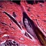 BIM900 Inverted Biological Microscope with Koehler Illuminatin