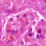 Realtime Telepathology Imaging System™