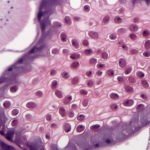 BIM500R Inverted Biological Microscope with Retina Display
