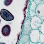 BIM500R Inverted Biological Microscope with Retina Display
