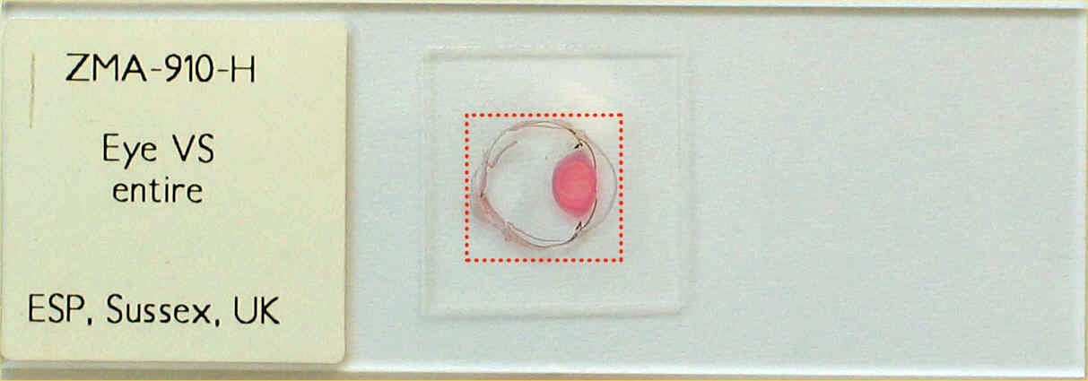 turboscan eye slide
