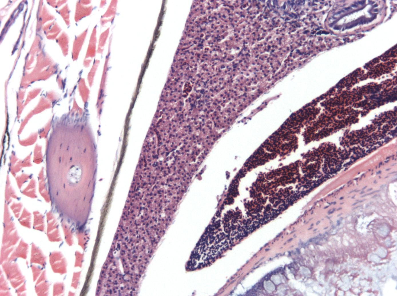 turboscan zebrafish detail