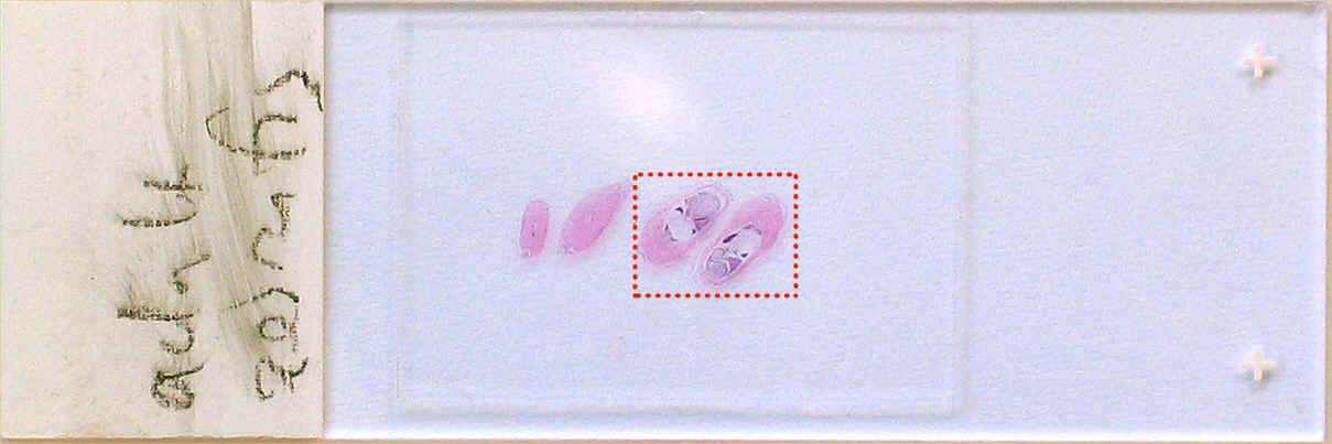 turboscan zebrafish slide2