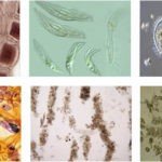 UNIVIS-500 Portable Inverted Biological Microscope