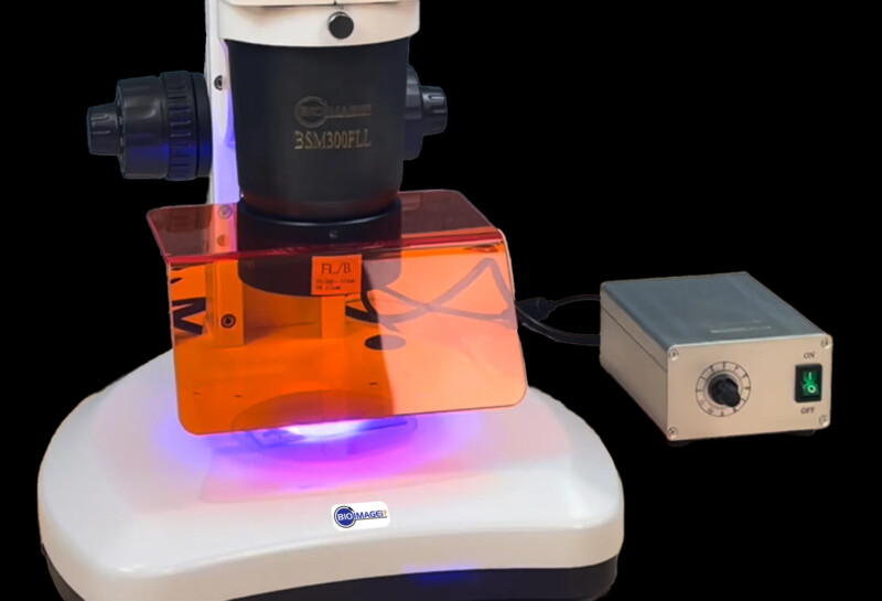 BSM300FLL LED Epi-Fluorescence Stereo Microscope