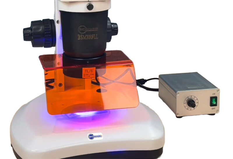 BSM300FLL LED Epi-Fluorescence Stereo Microscope