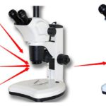 BSM300FLL LED Epi-Fluorescence Stereo Microscope