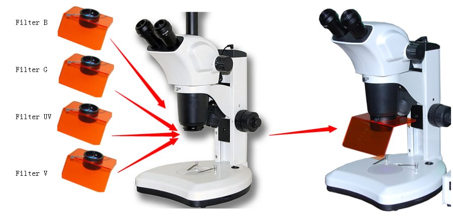 BSM300FLL LED Epi-Fluorescence Stereo Microscope
