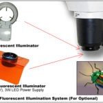 BSM300FLL LED Epi-Fluorescence Stereo Microscope