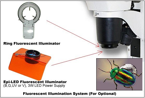 BSM300FLL LED Epi-Fluorescence Stereo Microscope