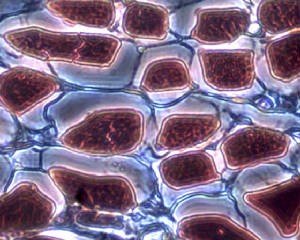 BIM800FLW/cartilage_40xph-pos-1x.jpg