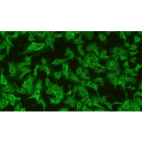 Meiji Techno (Japan) TC-5600 Series Inverted Epi-Fluor Biological Microscope -10485