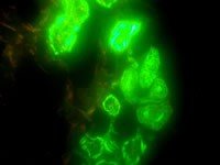 Meiji Techno (Japan) TC-5600 Series Inverted Epi-Fluor Biological Microscope