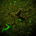 Meiji Techno (Japan) TC-5600 Series Inverted Epi-Fluor Biological Microscope