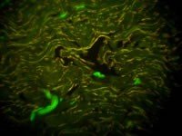 Meiji Techno (Japan) TC-5600 Series Inverted Epi-Fluor Biological Microscope