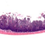 BioScan-360 Digital Pathology/Histology/Geology Slide Scanner-10411