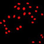 BIM800FLS Inverted Epi-Fluorescnce Biological Microscope