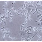 BIM500L Digital LCD Inverted Biological Microscope