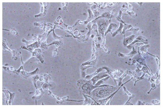 BIM500L Digital LCD Inverted Biological Microscope