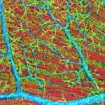 BIM500FLD Digital LCD Inverted Epi-Fluorescnce Biological Microscope